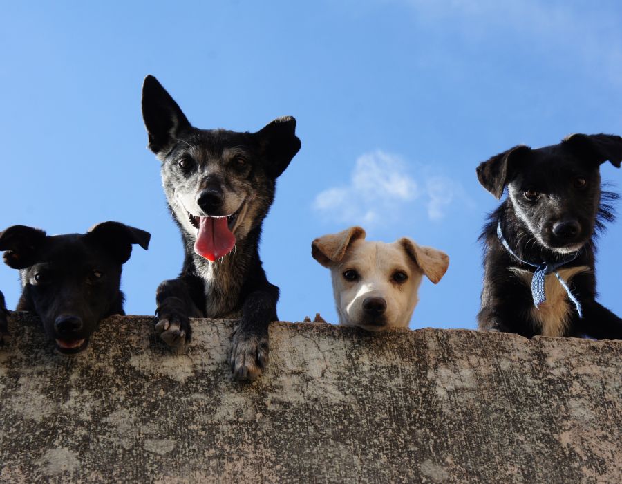 Finger Lakes Animal Hospital